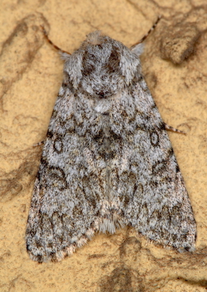 Noctuidae - Acronicta (Viminia) euphorbiae